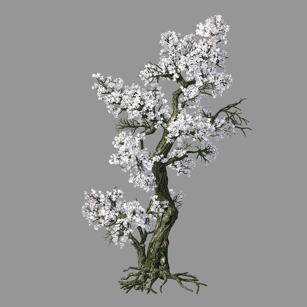 hundred forests-plants-apricot tree 06 3D Model .c4d .max .obj .3ds .fbx .stl .blend 