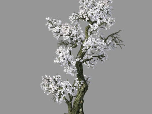 cem florestas-plantas-&aacute;rvore de damasco 06 Modelo 3D