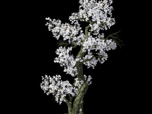 hundred forests-plants-apricot tree 06 3D Model