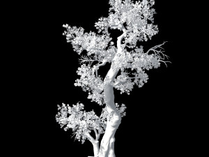 hundred forests-plants-apricot tree 06 3D Model