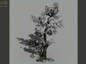 hundred forests-plants-apricot tree 06 3D Model