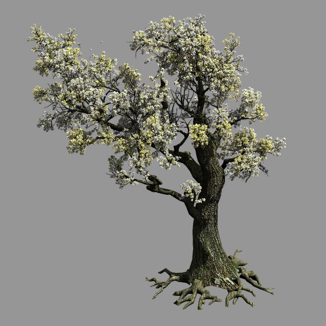 hundred forests-plants-elm 01 3D Model .c4d .max .obj .3ds .fbx .stl .blend 