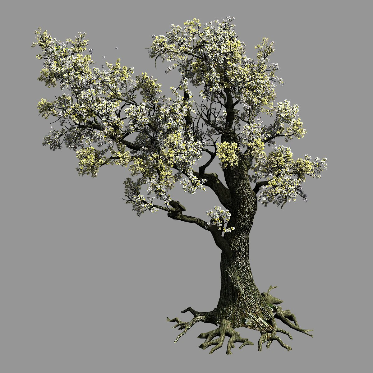hundred forests-plants-elm 01 3D Model .c4d .max .obj .3ds .fbx .stl .blend 