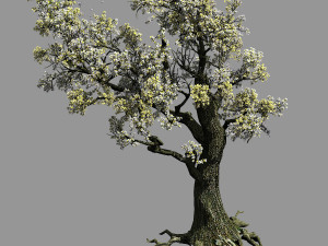 hundred forests-plants-elm 01 3D 모델