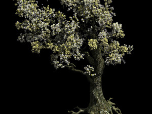 hundred forests-plants-elm 01 3D Model