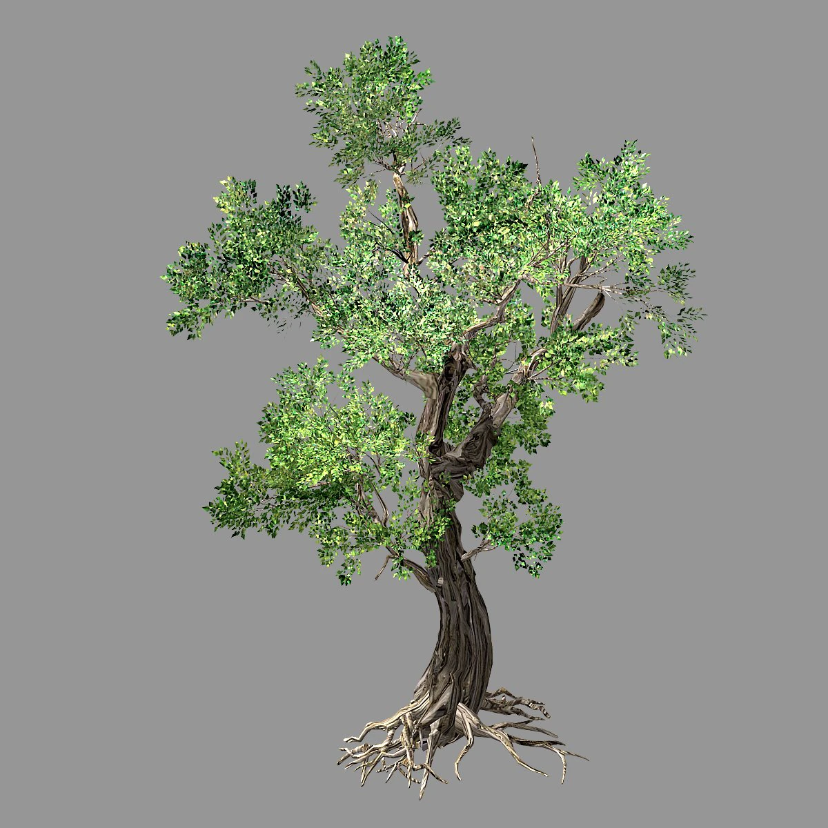hundred forests-plants-elm 02 3D Model .c4d .max .obj .3ds .fbx .stl .blend 