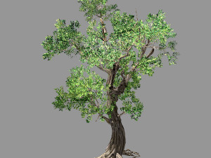 hundred forests-plants-elm 02 3D 모델