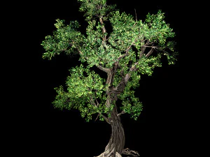 hundred forests-plants-elm 02 3D Model