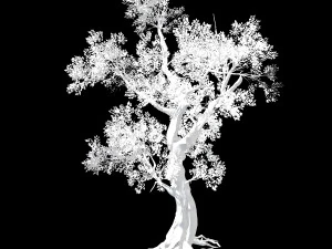 hundred forests-plants-elm 02 3D Model