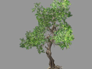 백 숲-식물-느릅나무 03 3D 모델