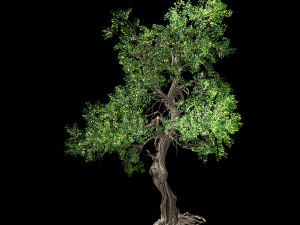 hundred forests-plants-elm 03 3D Model