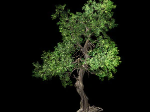 hundred forests-plants-elm 03 3D Model