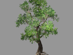 hundred forests-plants-elm 04 3D 모델
