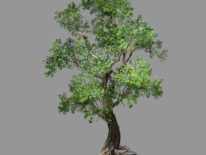 cem florestas-plantas-olmo 04 Modelo 3D