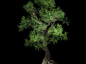 hundred forests-plants-elm 04 3D 모델