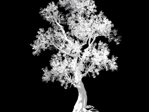 hundred forests-plants-elm 04 3D 모델