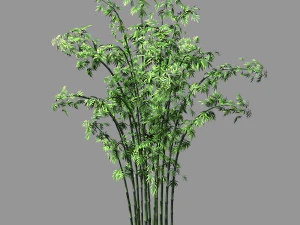 百の森-植物-竹01 3Dモデル