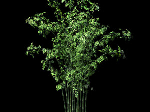 hundred forests-plants-bamboo 01 3D Model
