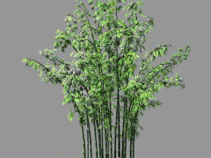 cent for&ecirc;ts-plantes-bambou 02 Modèle 3D