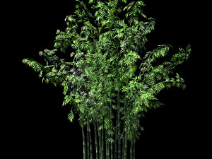 hundred forests-plants-bamboo 02 Modèle 3D