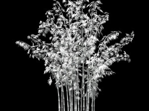 hundred forests-plants-bamboo 02 Modèle 3D