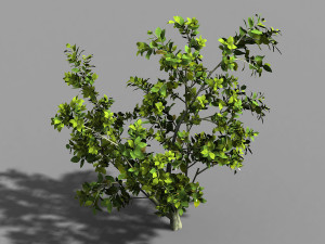 camellia tree 064 3D Model