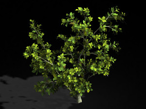 camellia tree 064 3D 모델