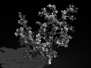 camellia tree 064 3D 모델