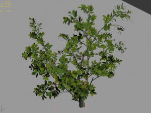camellia tree 064 3D 모델