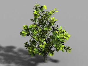 camellia tree 075 3D Model