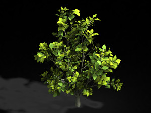camellia tree 075 3D Model