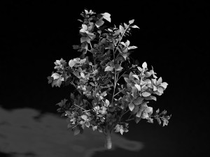 camellia tree 075 3D Model
