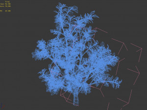 camellia tree 075 3D Model