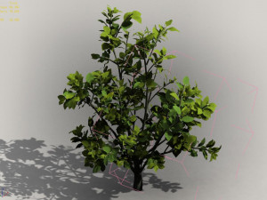 camellia tree 075 3D Model