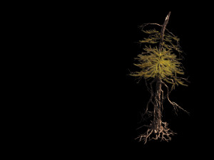 branches-different scales-large fruit-spruce 01 3Dモデル