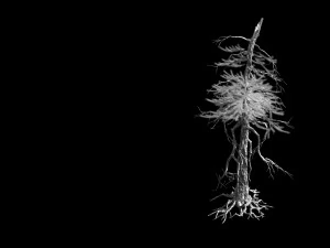 branches-different scales-large fruit-spruce 01 3D Model