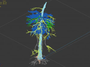 branches-different scales-large fruit-spruce 01 3D Model