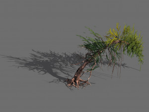 branches-different scales-large fruit-spruce 02 Modello 3D