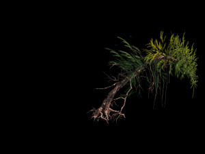 branches-different scales-large fruit-spruce 02 3D Model