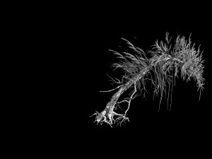 branches-different scales-large fruit-spruce 02 3D Model