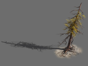 branches-different scales-large fruit-spruce 03 3D-Modell