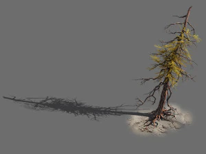 branches-different scales-large fruit-spruce 03 3D Model