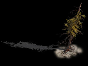 branches-different scales-large fruit-spruce 03 3D Model