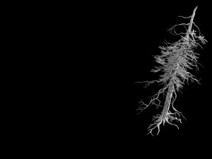 branches-different scales-large fruit-spruce 03 3D-Modell