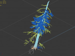 branches-different scales-large fruit-spruce 03 3D-Modell