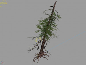 branches-different scales-large fruit-spruce 03 3D-Modell