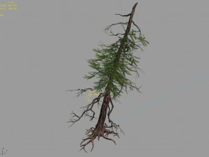 branches-different scales-large fruit-spruce 03 3D Model