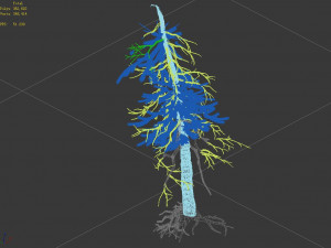 branches-different scales-large fruit-spruce 04 Modello 3D
