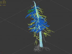 branches-different scales-large fruit-spruce 04 3D Model