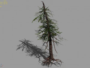 branches-different scales-large fruit-spruce 04 3D Model